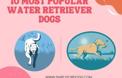 10 Most Popular Water Retriever Dogs