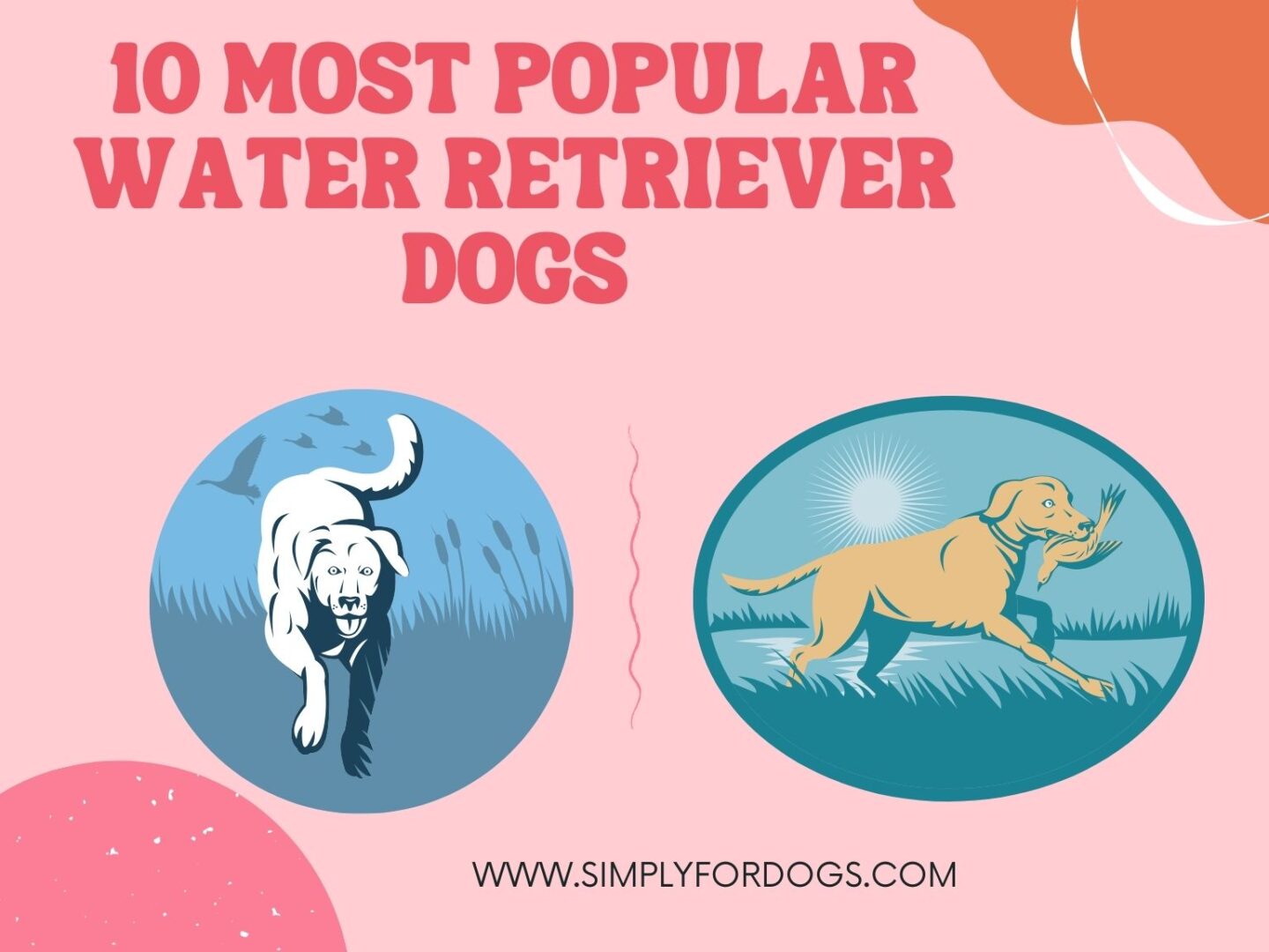 10 Most Popular Water Retriever Dogs