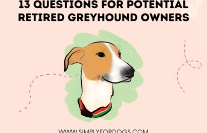 13 Questions for Potential Retired Greyhound Owners