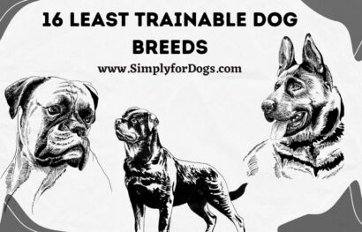 16 Least Trainable Dog Breeds