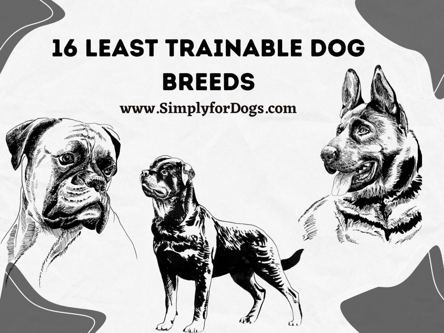 16 Least Trainable Dog Breeds