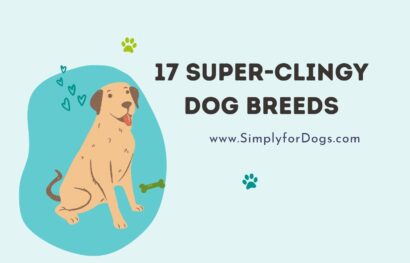 17 Super-Clingy Dog Breeds