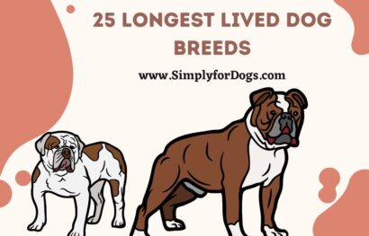 25 Longest Lived Dog Breeds