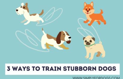 3 Ways to Train Stubborn Dogs