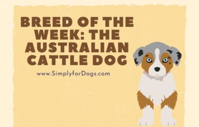Breed of the Week_ The Australian Cattle Dog