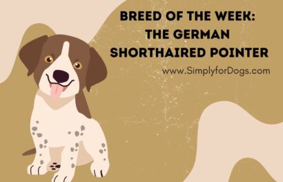 Breed of the Week_ The German Shorthaired Pointer