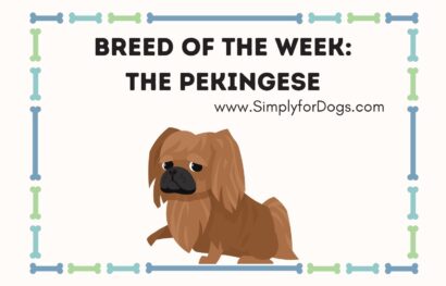 Breed of the Week_ The Pekingese
