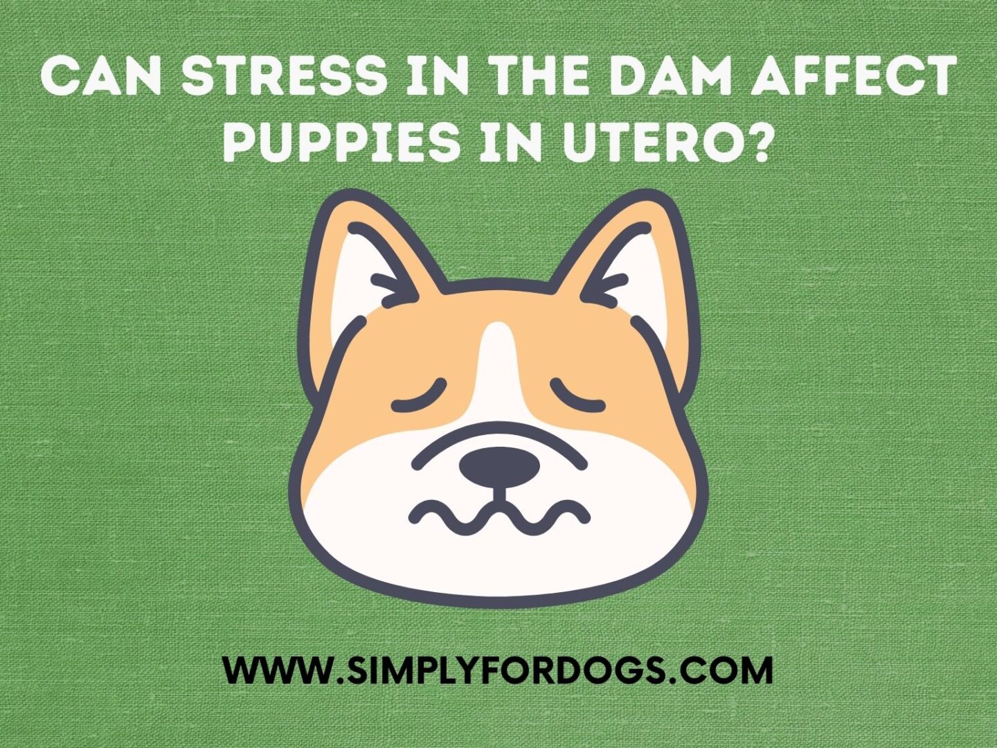 Can Stress in the Dam Affect Puppies in Utero_