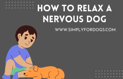 How to Relax a Nervous Dog