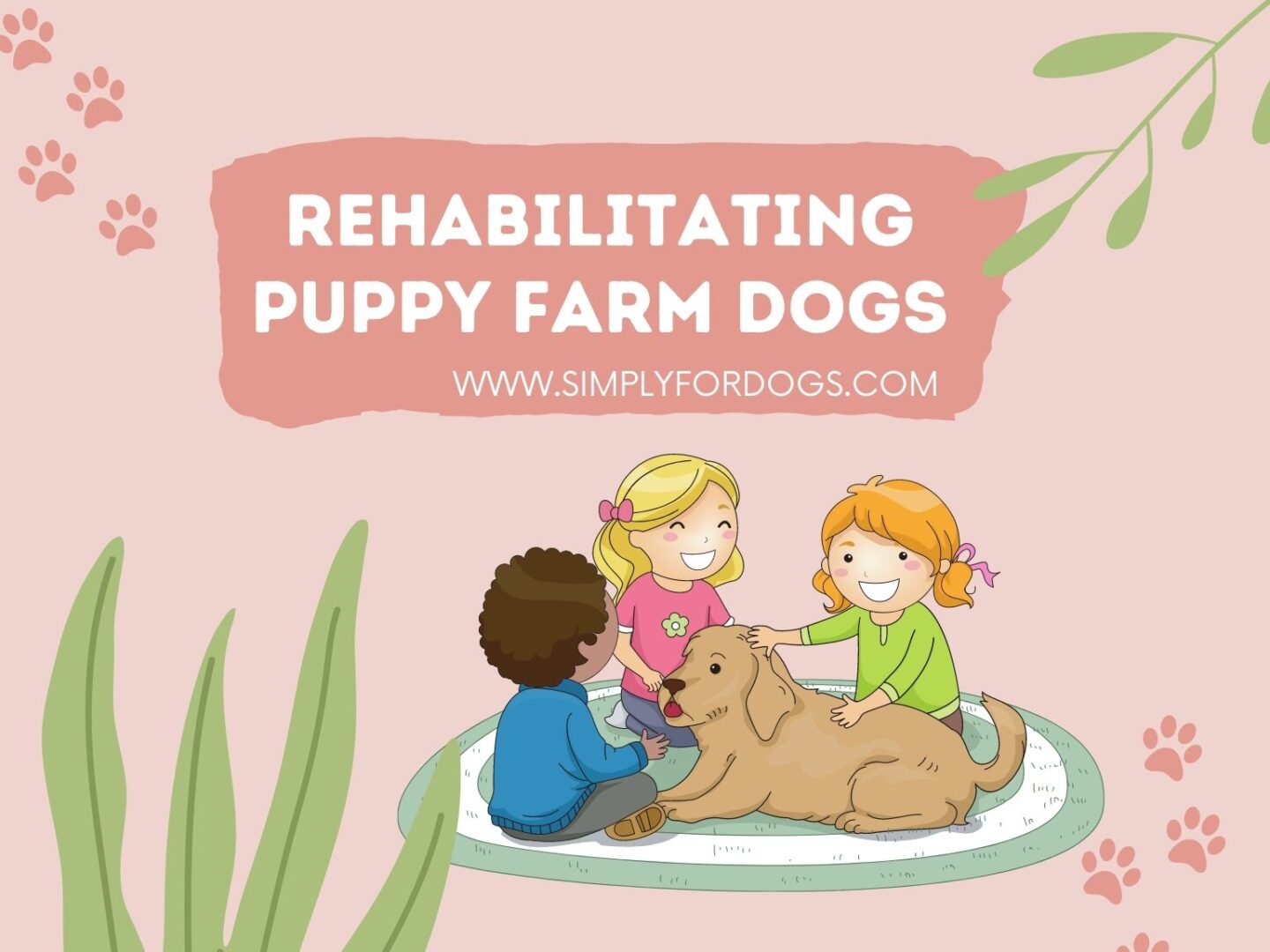 Rehabilitating Puppy Farm Dogs