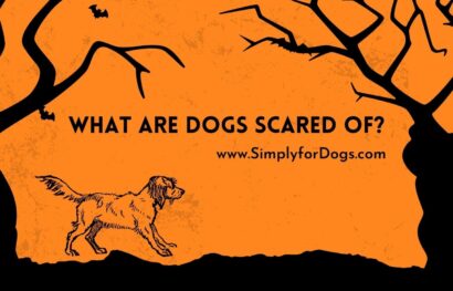 What Are Dogs Scared Of_