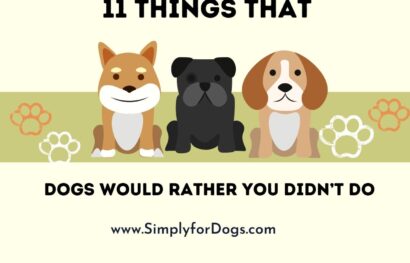 11 Things That Dogs Would Rather You Didn’t Do