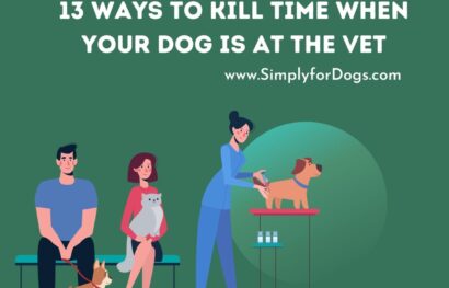 13 Ways to Kill Time When Your Dog Is at the Vet