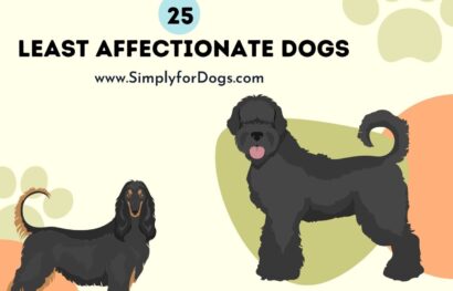 25 Least Affectionate Dogs