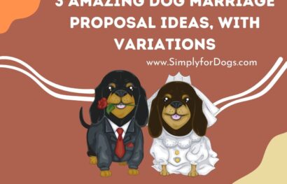 3 Amazing Dog Marriage Proposal Ideas, With Variations
