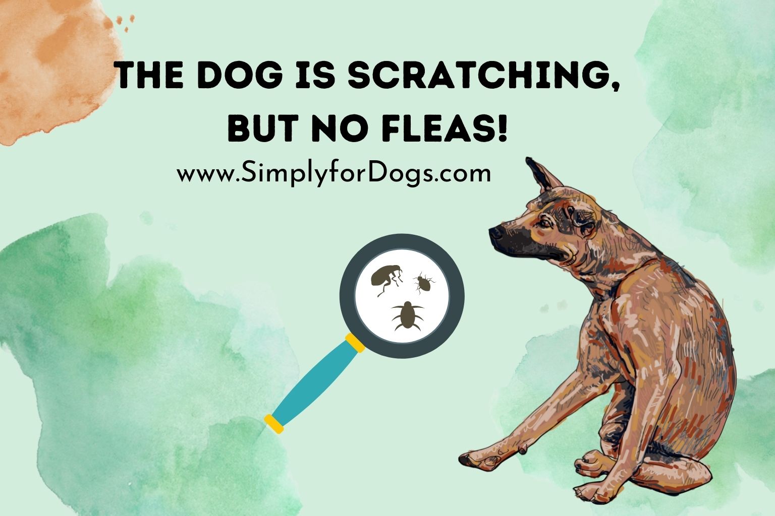 The Dog is Scratching, But No Fleas!