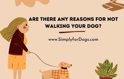 Are There Any Reasons for Not Walking Your Dog_