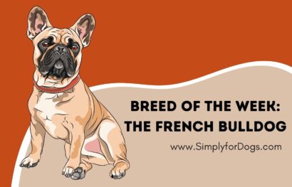 Breed of the Week_ The French Bulldog