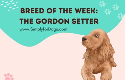 Breed of the Week_ The Gordon Setter