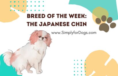 Breed of the Week_ The Japanese Chin