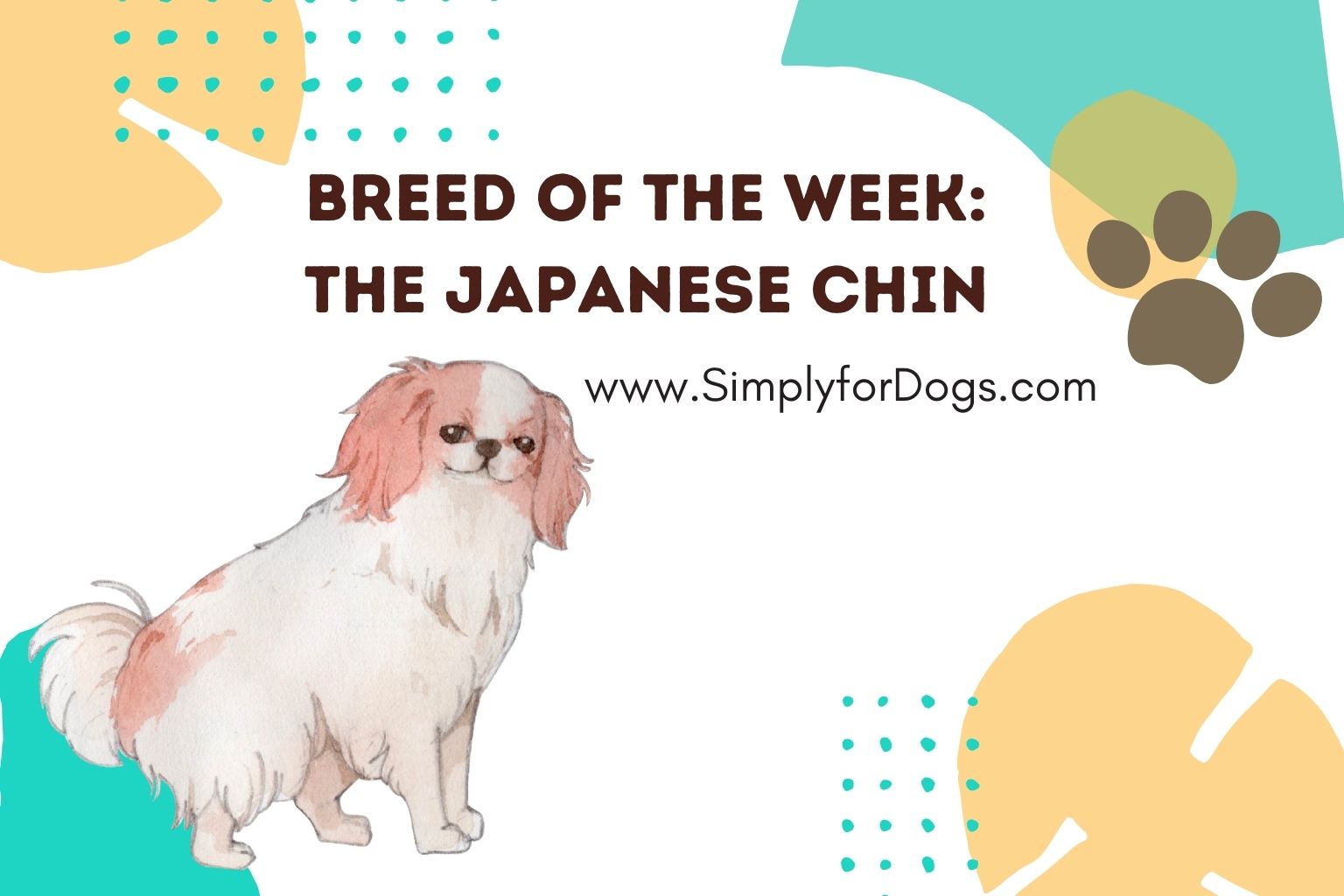 Breed of the Week_ The Japanese Chin