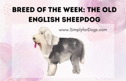 Breed of the Week_ The Old English Sheepdog
