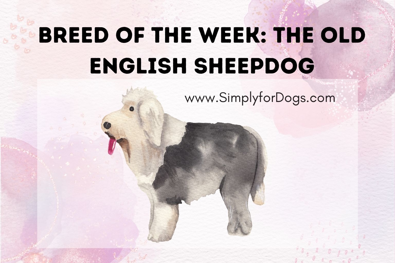 Breed of the Week_ The Old English Sheepdog