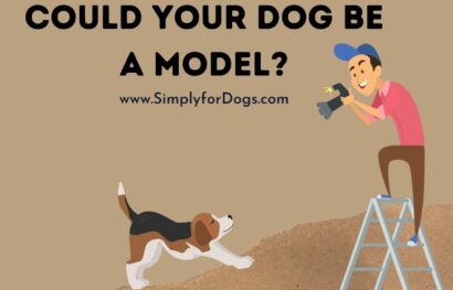 Could Your Dog Be a Model_