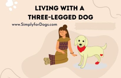 Living With a Three-Legged Dog