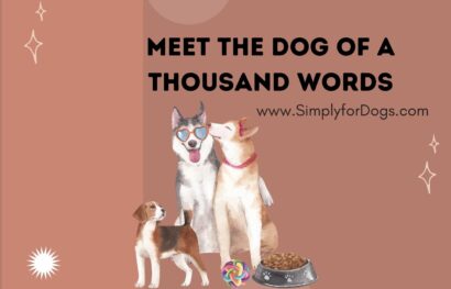 Meet the Dog of a Thousand Words