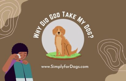 Why Did God Take My Dog_