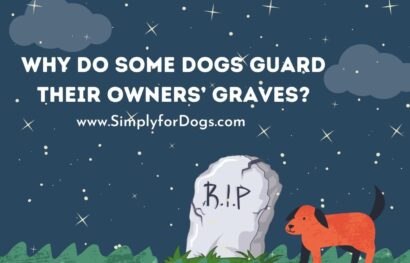 Why Do Some Dogs Guard Their Owners’ Graves_