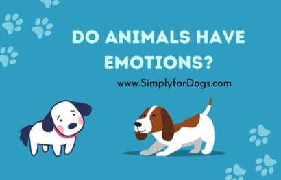 Do Animals Have Emotions