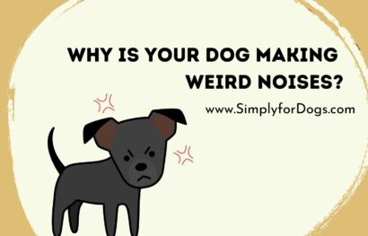 Why is Your Dog Making Weird Noises_