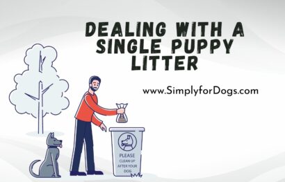 Dealing With a Single Puppy Litter