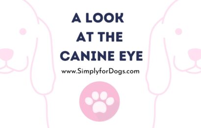 A Look at the Canine Eye