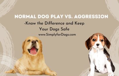 Normal Dog Play vs. Aggression