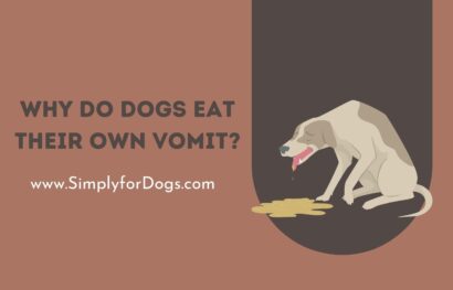 Why Do Dogs Eat Their Own Vomit_