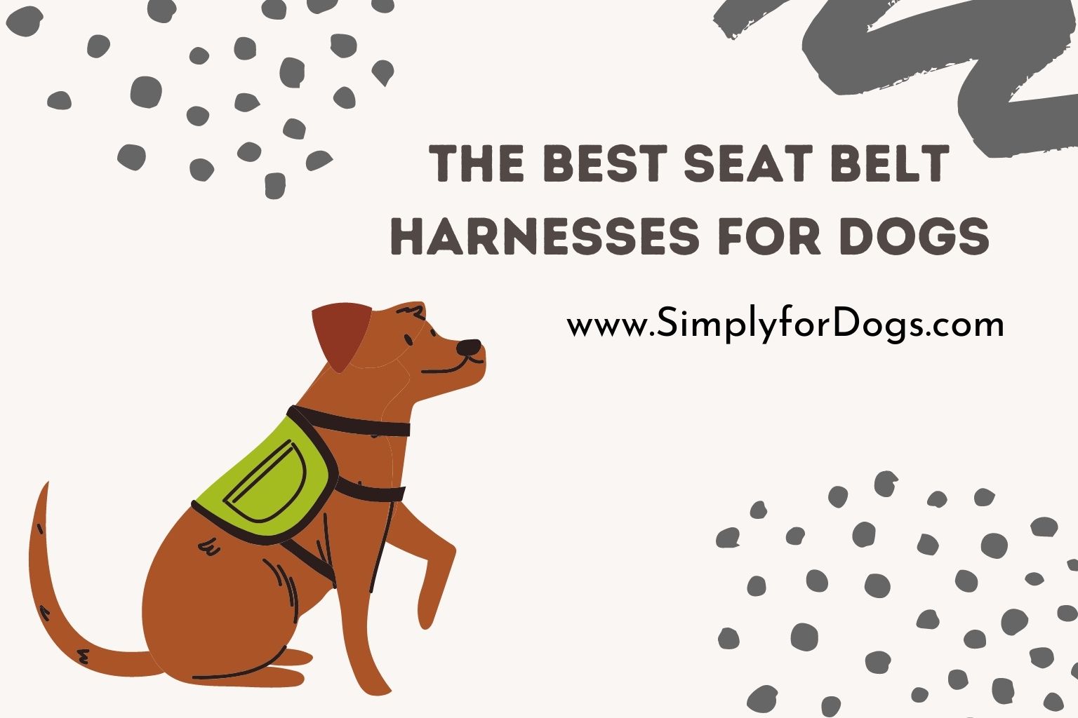 The Best Seat Belt Harnesses for Dogs