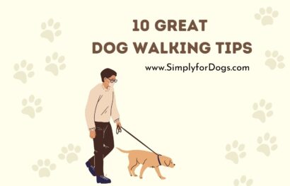 10 Great Dog Walking Tips
