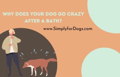 Why Does Your Dog Go Crazy After a Bath_