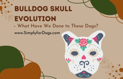 Bulldog Skull Evolution
