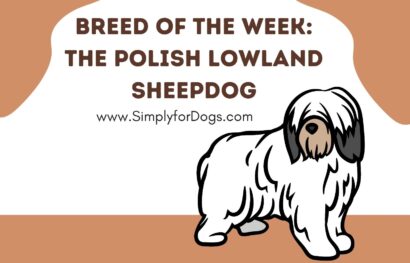 Breed of the Week_ The Norwegian Elkhound