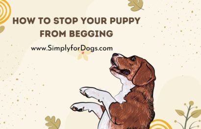 How to Stop Your Puppy from Begging