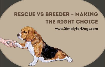 451 Rescue vs Breeder – Making the Right Choice