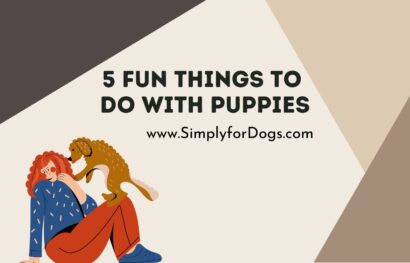 5 Fun Things to Do with Puppies