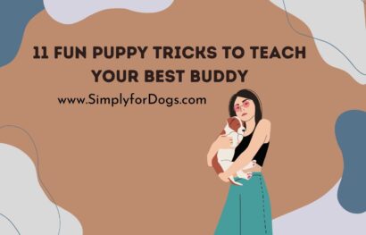 11 Fun Puppy Tricks to Teach Your Best Buddy