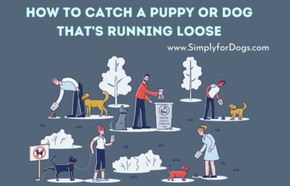 How to Catch a Puppy or Dog That’s Running Loose