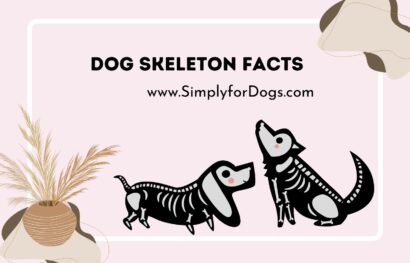 Dog Skeleton Facts