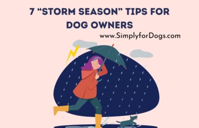 7 “Storm Season” Tips for Dog Owners